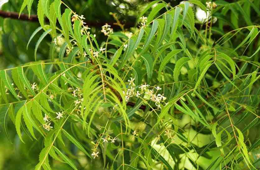 neem.jpg